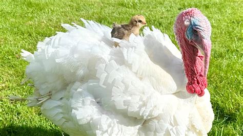  The Talking Turkey : A Tale of Unexpected Wisdom From a Fowl Friend!